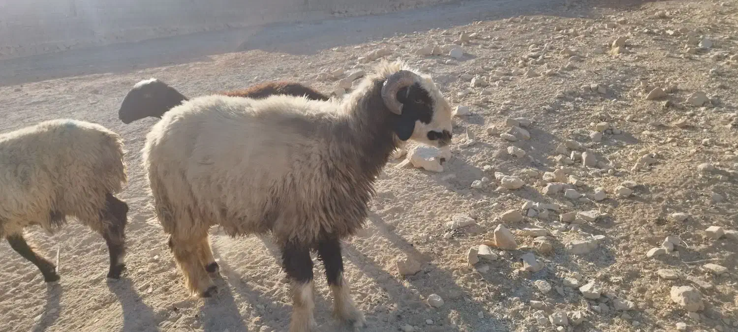 قوچ داشتی|حیوانات مزرعه|ارژن, |دیوار