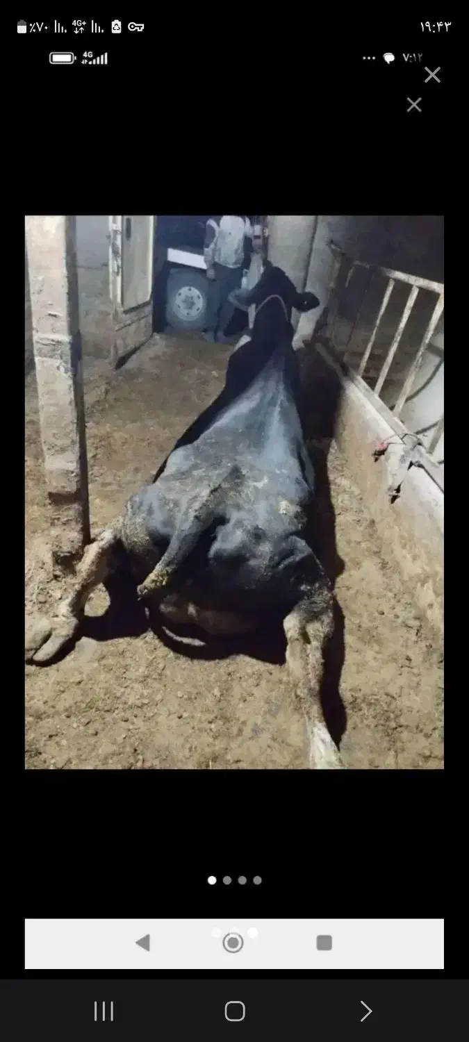 کسل حال گاو گوساله فروش خرید|حیوانات مزرعه|قروه, |دیوار