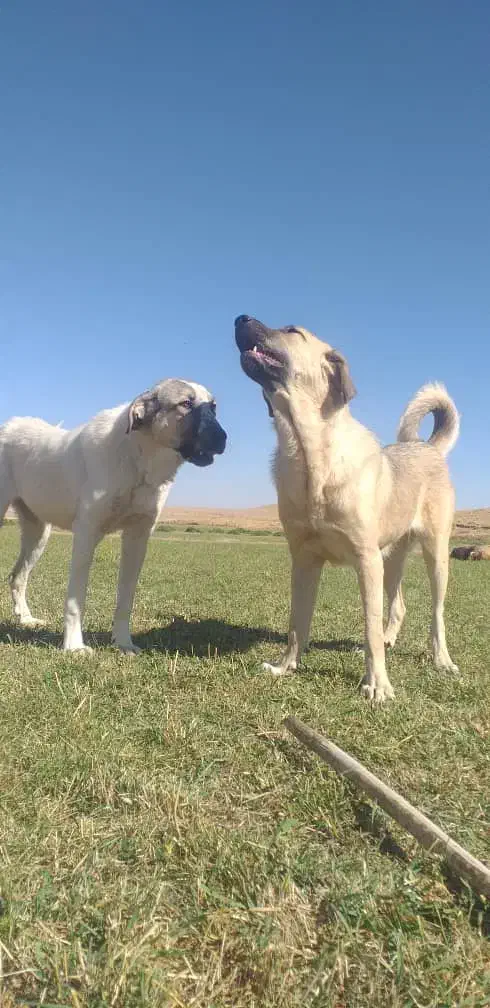 پژدر ۹ماهه|سگ|قروه, |دیوار