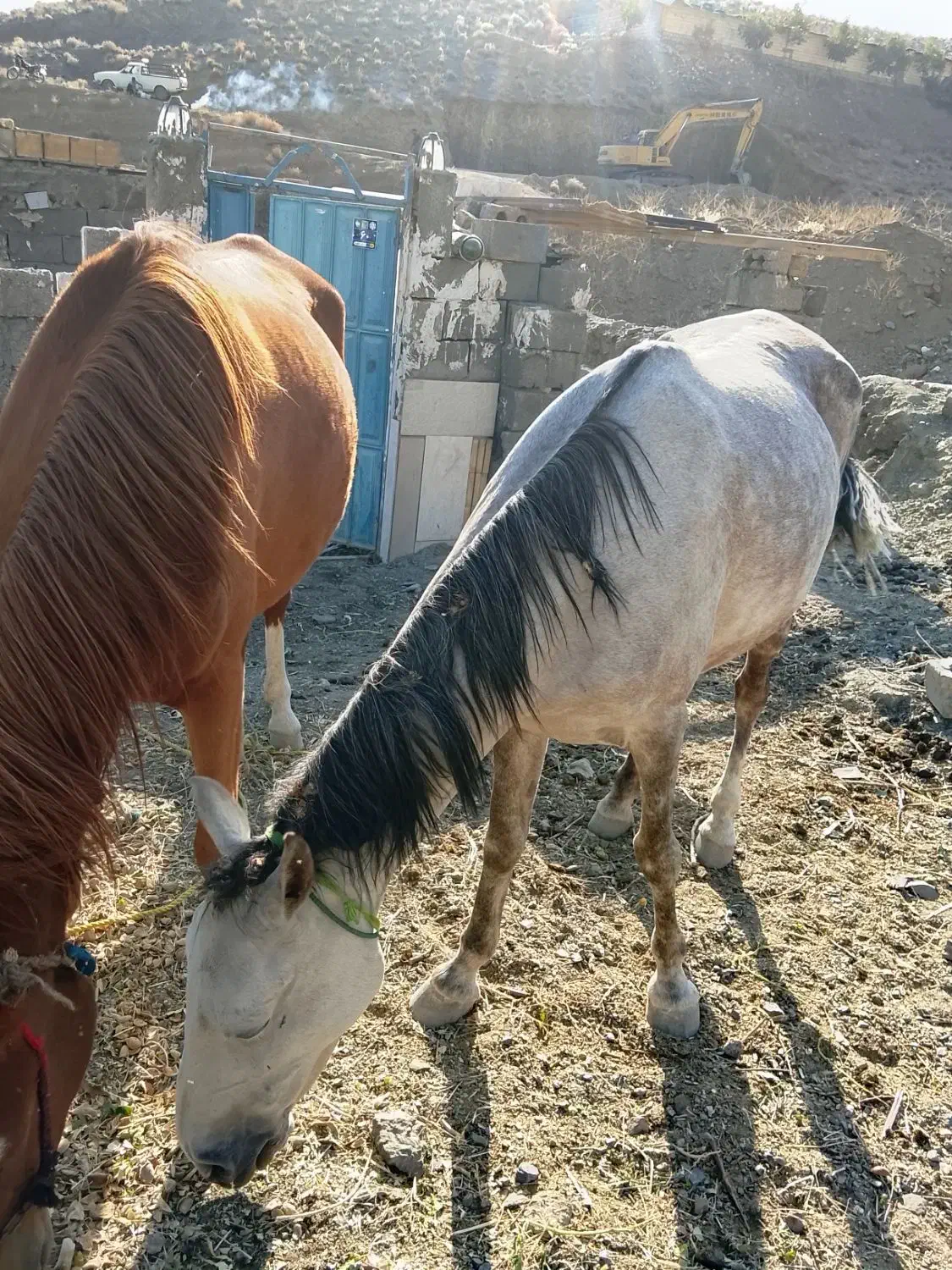 فروش اسب|اسب و تجهیزات اسب‌سواری|زاینده رود, |دیوار