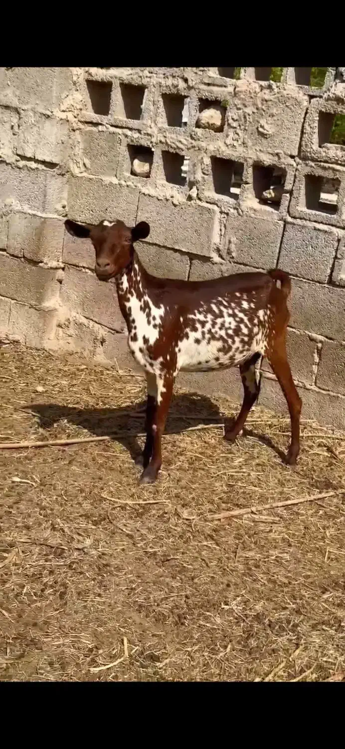 بزغاله و آفریقایی میش|حیوانات مزرعه|ساری, |دیوار