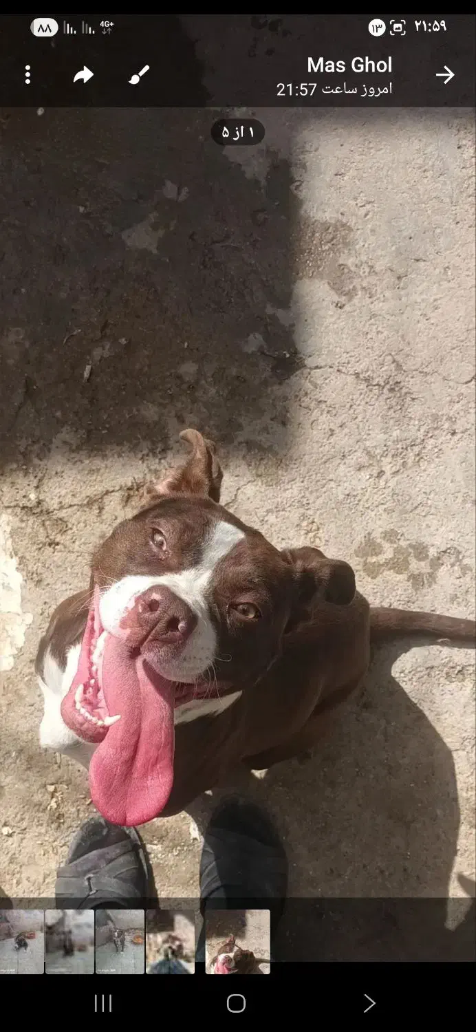 سگ پیتبول|سگ|مشهد, مشکینی (شهرک غرب)|دیوار