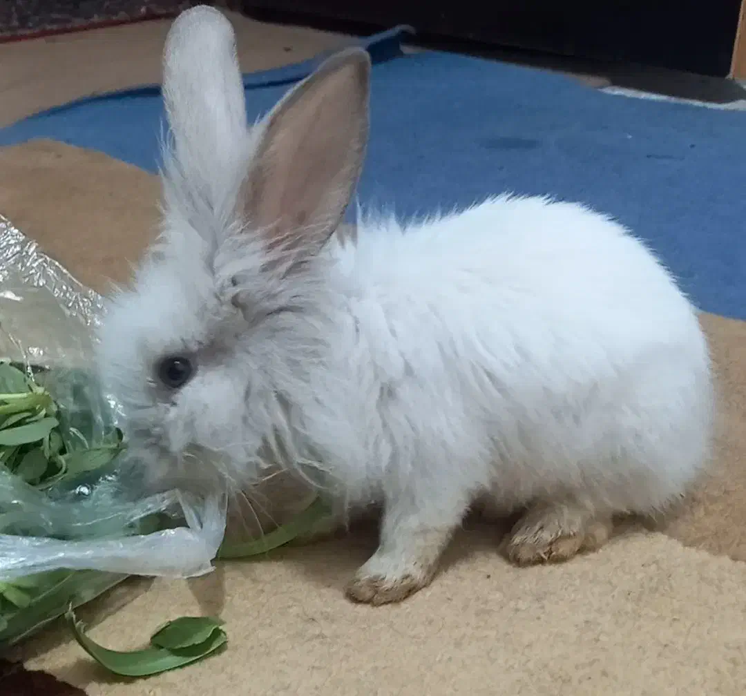 خرگوش دوست داشتنی|موش و خرگوش|بهبهان, |دیوار