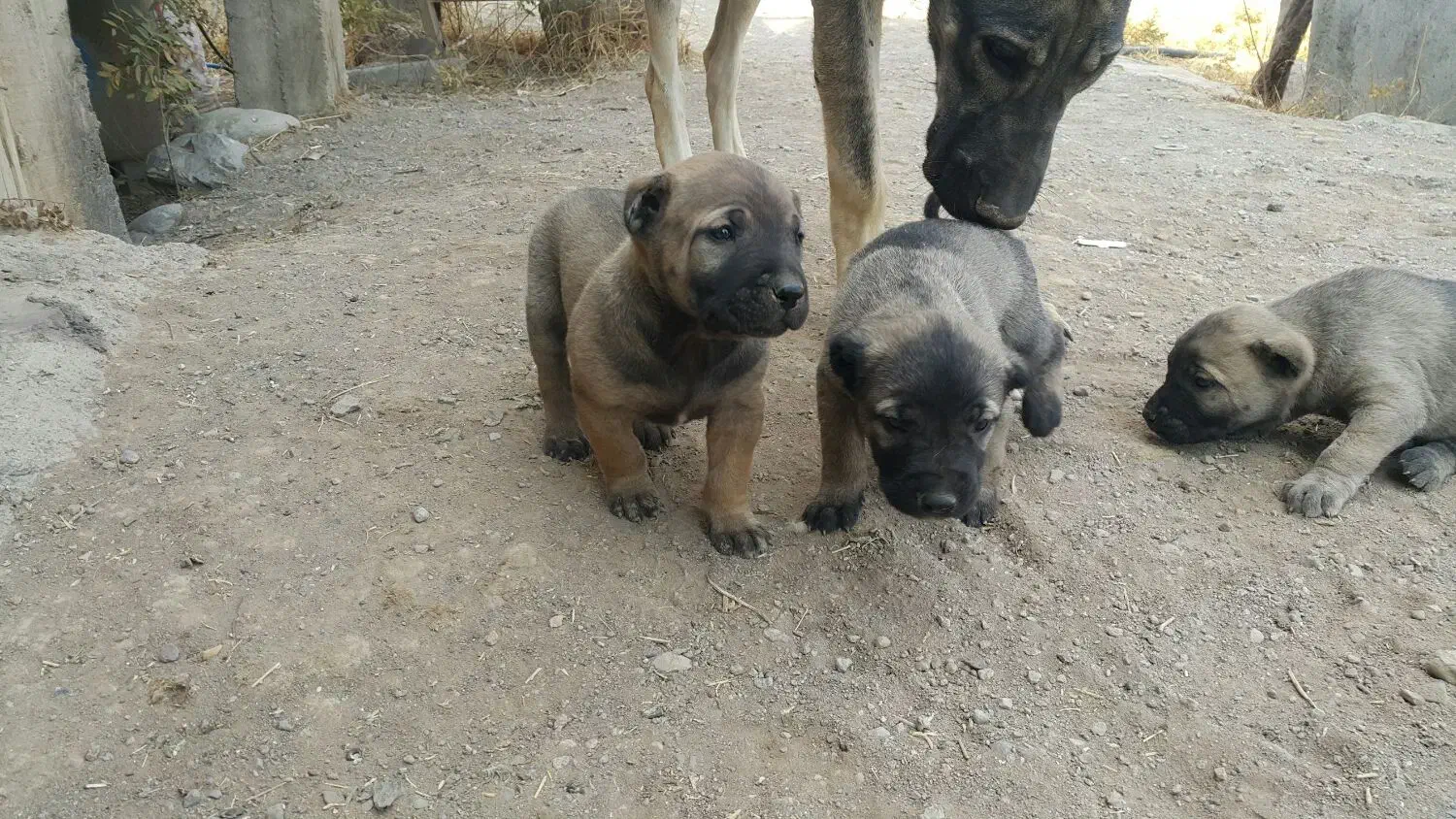 سرابی بینظیر|سگ|تهران, بوستان ولایت|دیوار