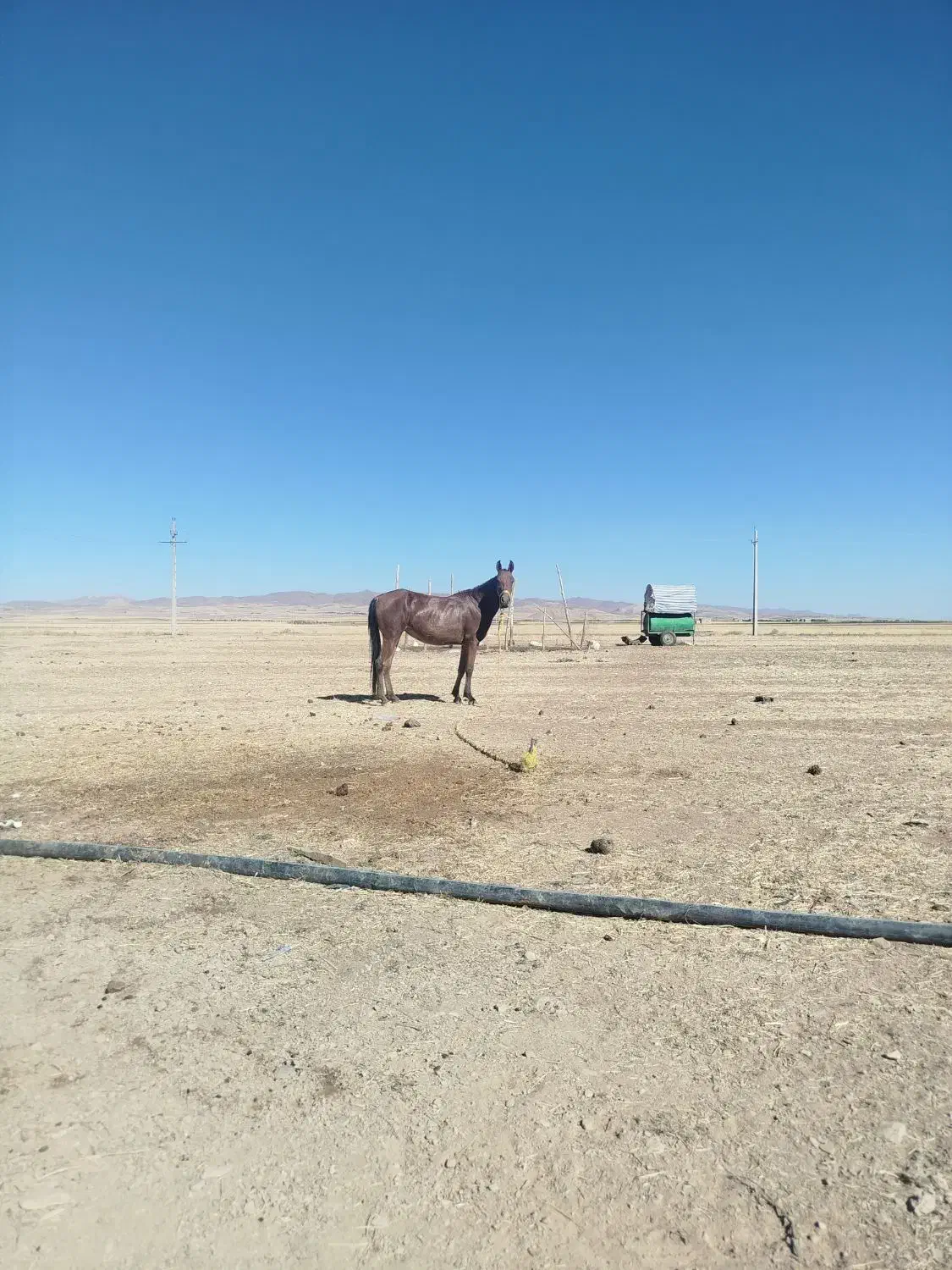 مادیان 4سال|اسب و تجهیزات اسب‌سواری|کبودرآهنگ, |دیوار