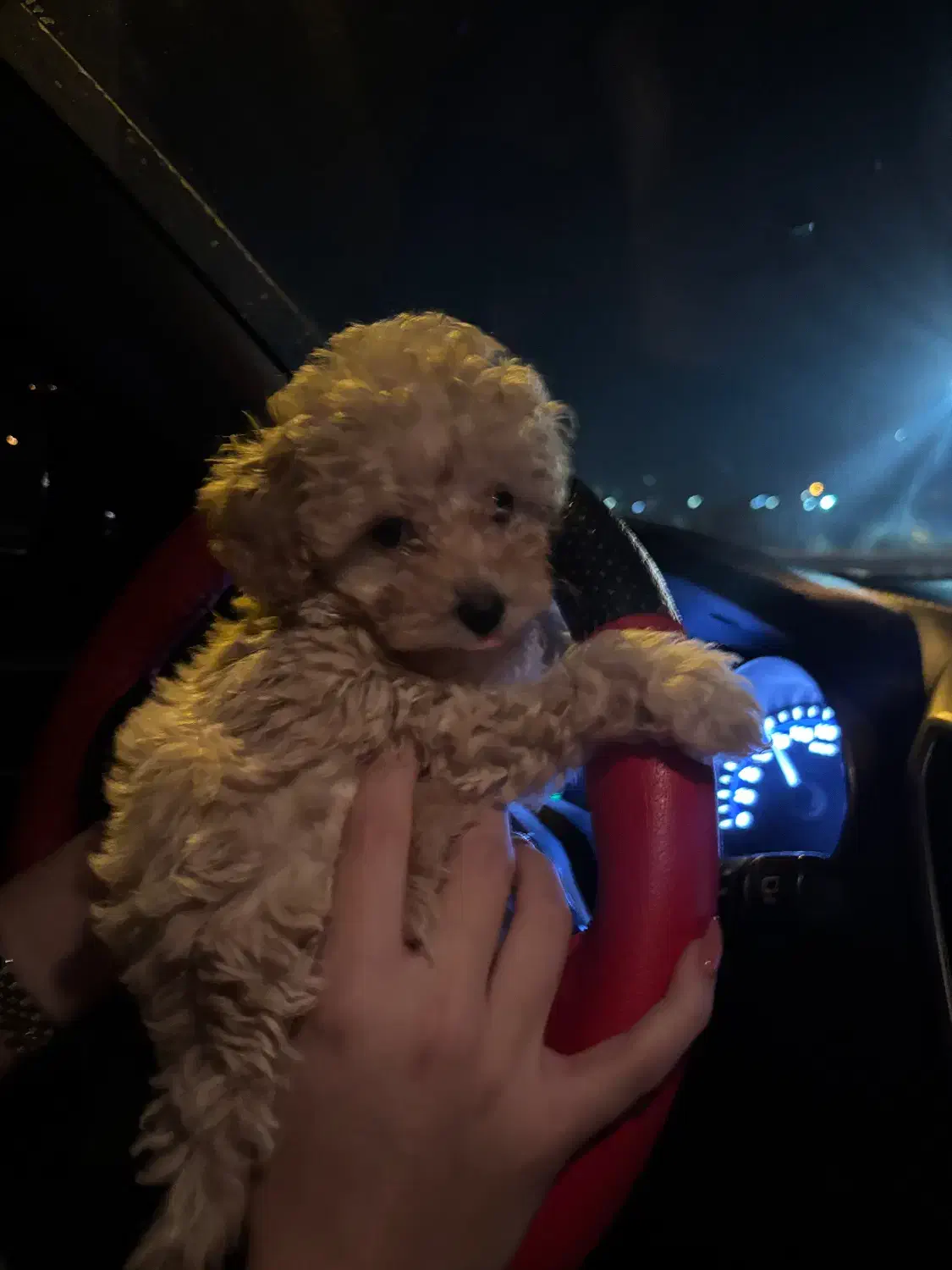 سگ پودل|سگ|تهران, تهرانپارس جنوبی|دیوار