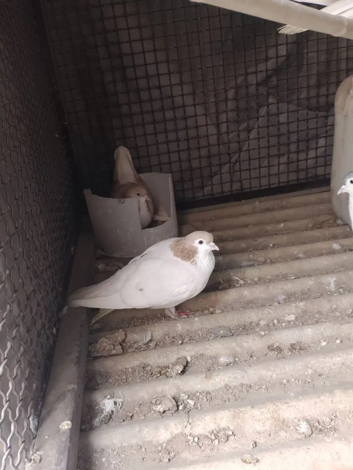 کفترشصتی، چادری|پرنده|تهران, مسعودیه|دیوار