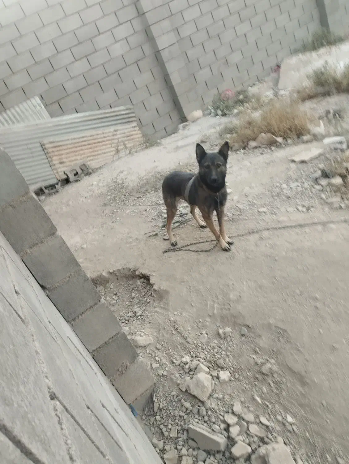 سگ مالینویزنگهبان|سگ|بهارستان, |دیوار