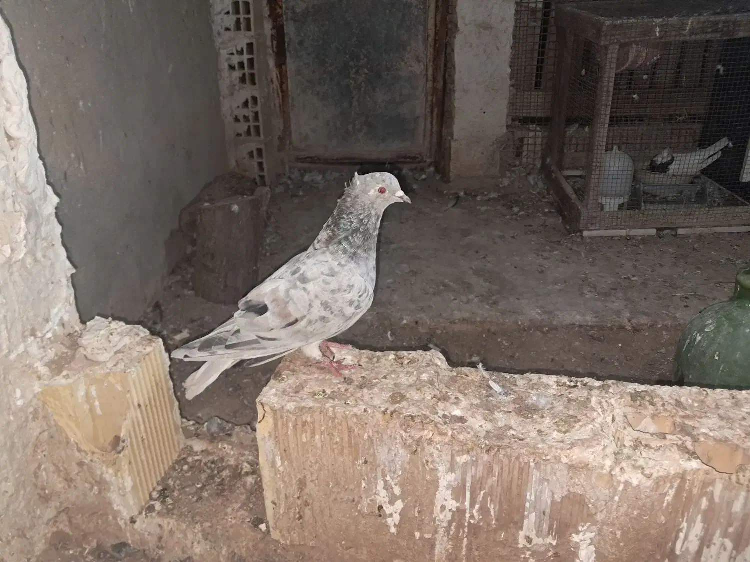 دمسفید|پرنده|خورموج, |دیوار