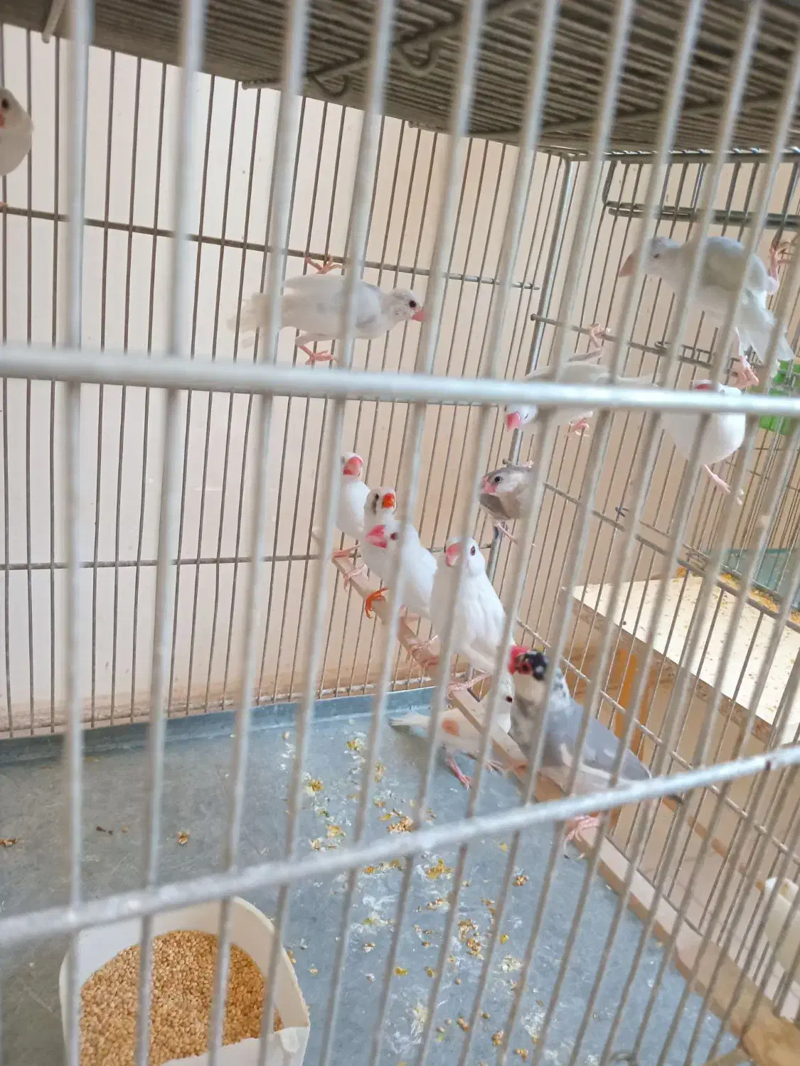 فنچ نرگسی|پرنده|کرج, کیانمهر|دیوار