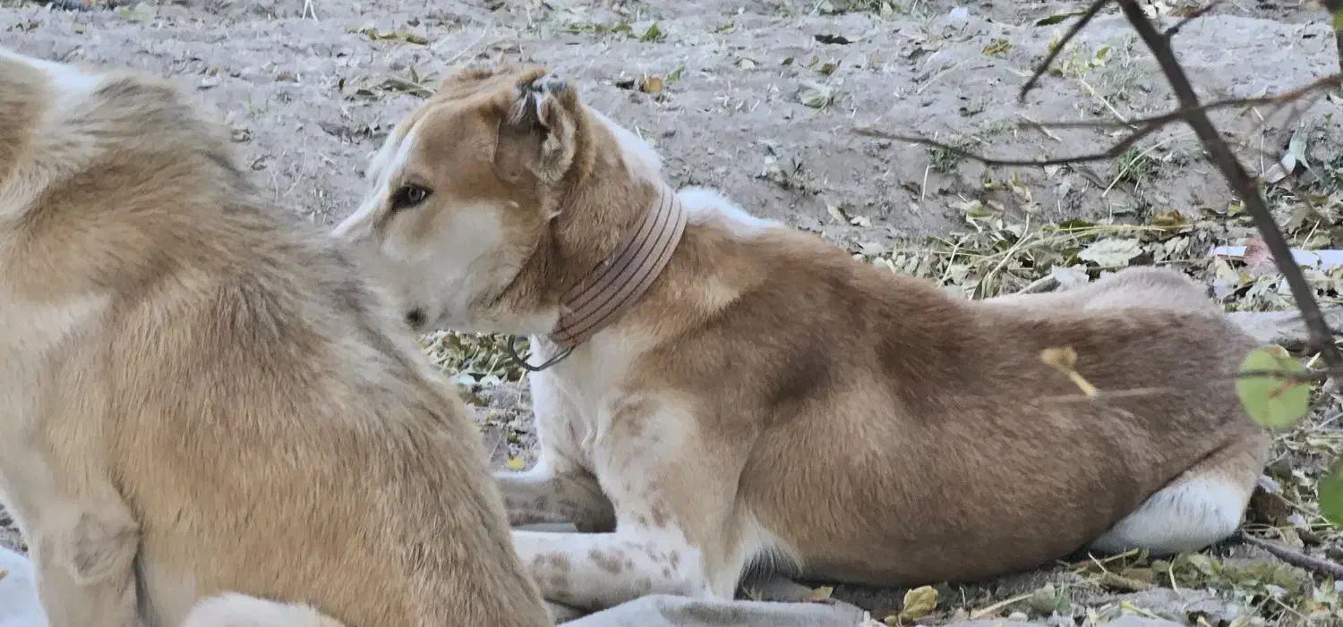 سگ آلابای|سگ|پاریز, |دیوار