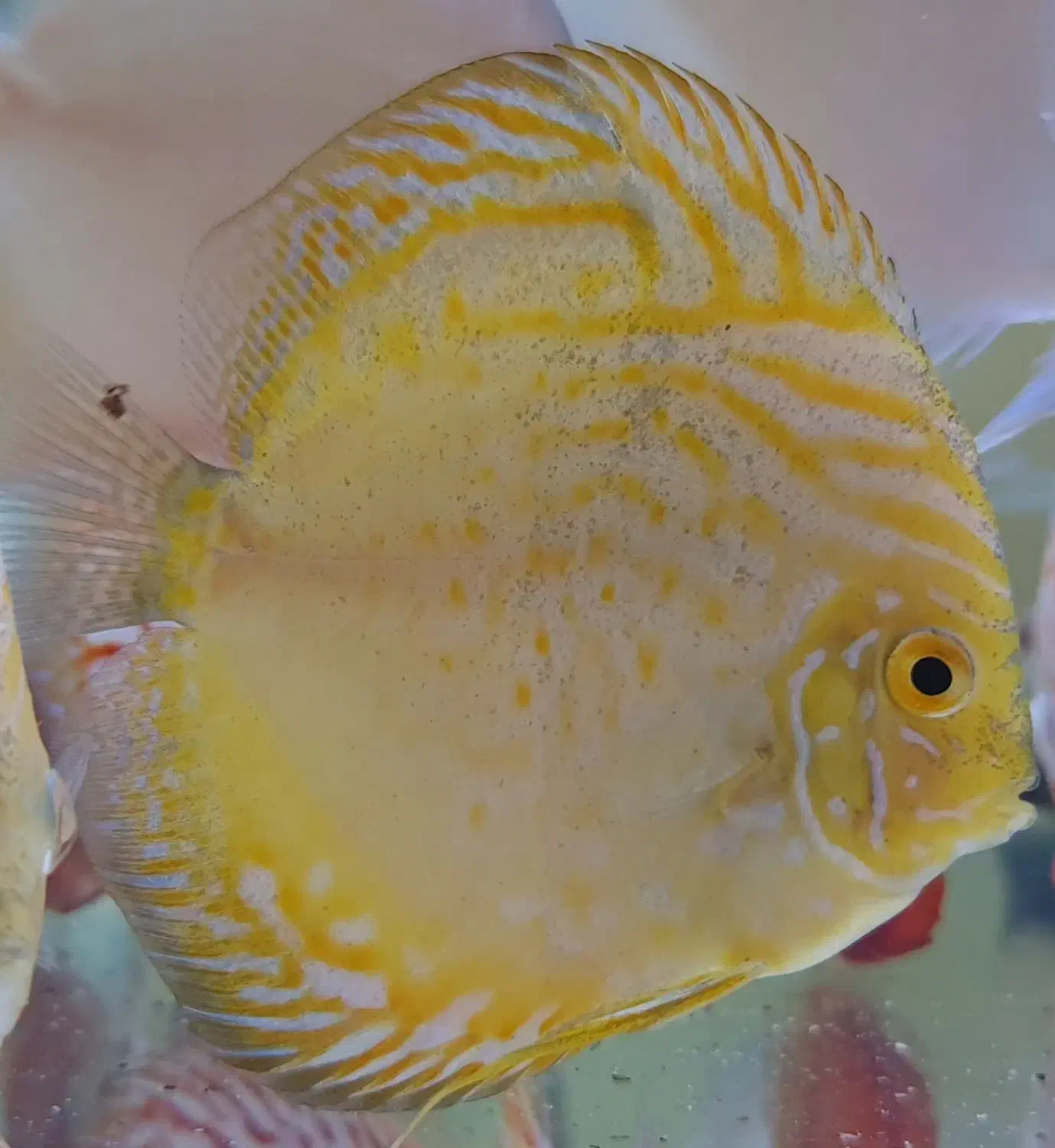 سه عدد دیسکس ساز ۳ و ۳.۵|ماهی|تهران, شیخ هادی|دیوار