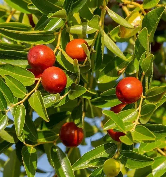 تولید نهال عناب ژاپنی|خدمات باغبانی و درختکاری|ابهر, |دیوار