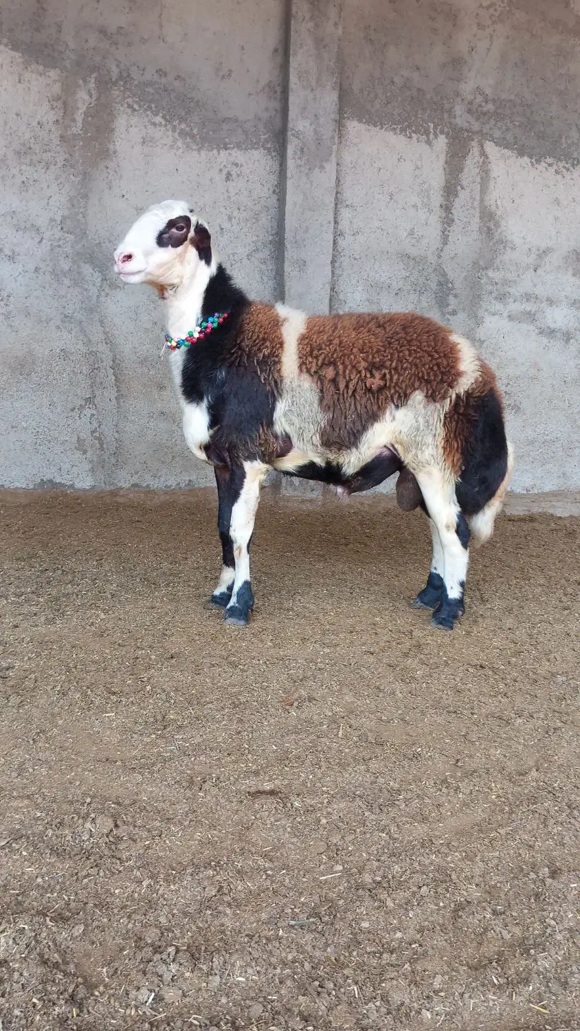 بره قوچ بروجردی|حیوانات مزرعه|سنگدوین, |دیوار