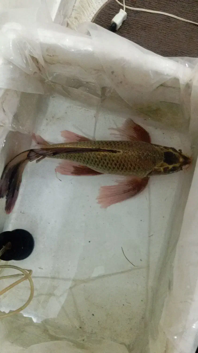 ماهی کوی|ماهی|تهران, افسریه شمالی|دیوار