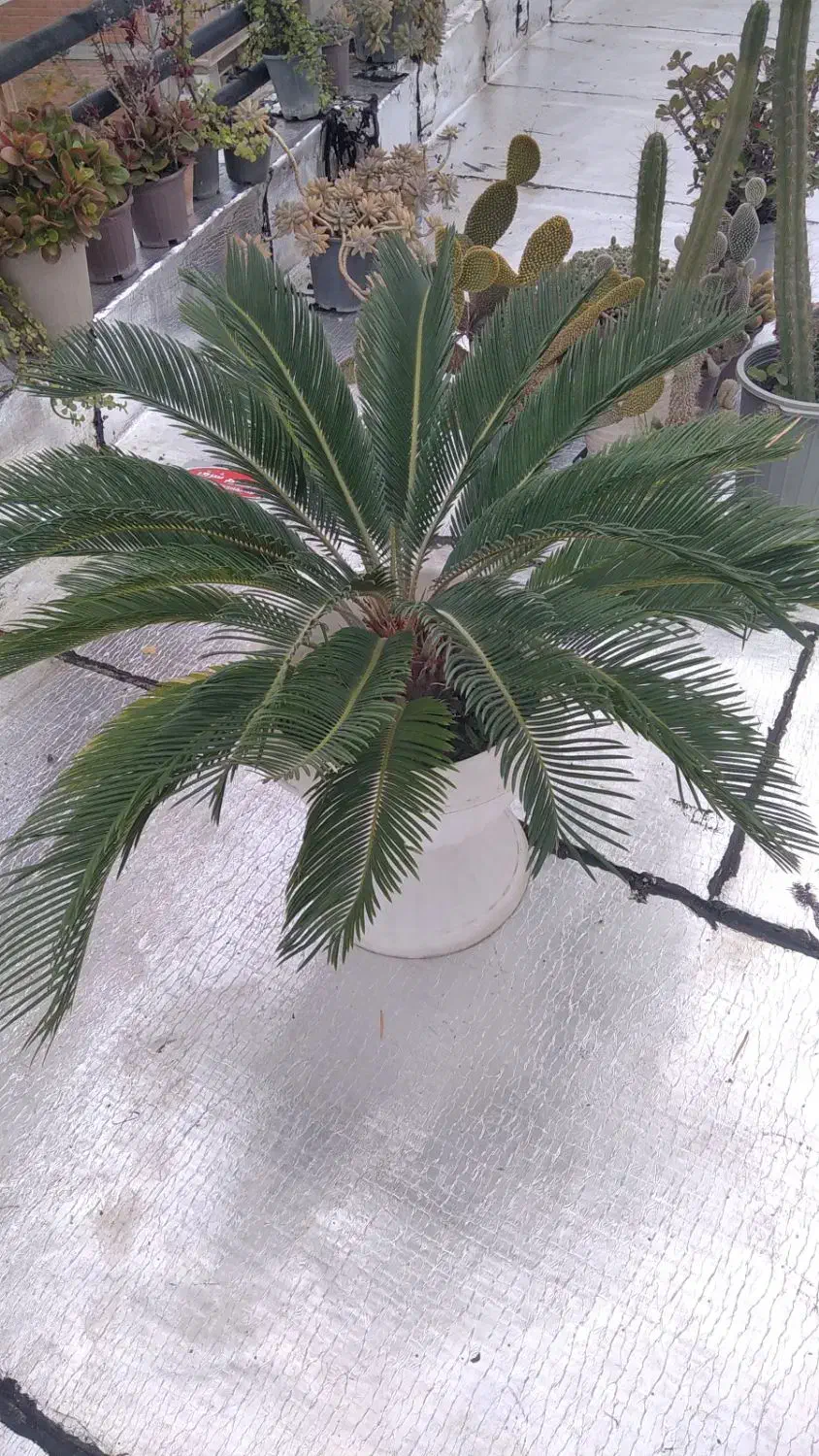 گل و گیاه|گل و گیاه طبیعی|ساری, |دیوار