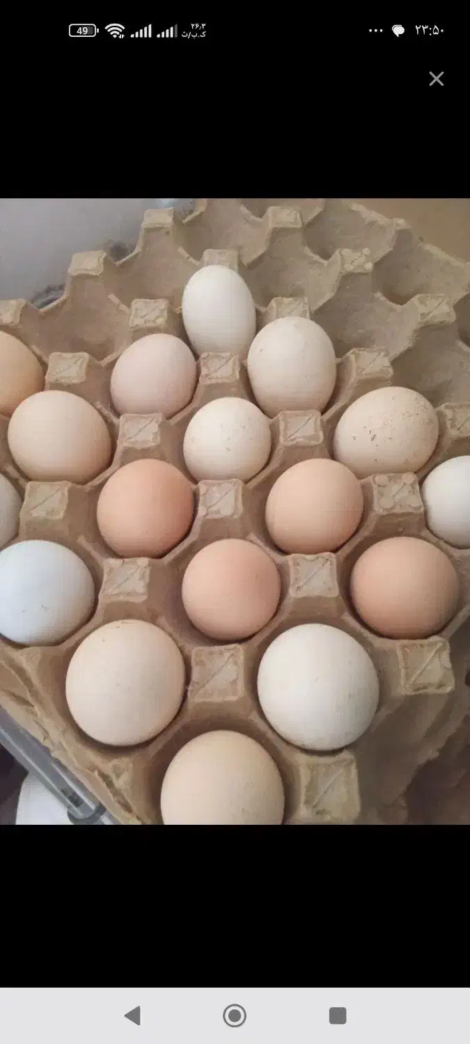 تخم مرغ|خوردنی و آشامیدنی|سبزوار, چهارراه فرودگاه|دیوار