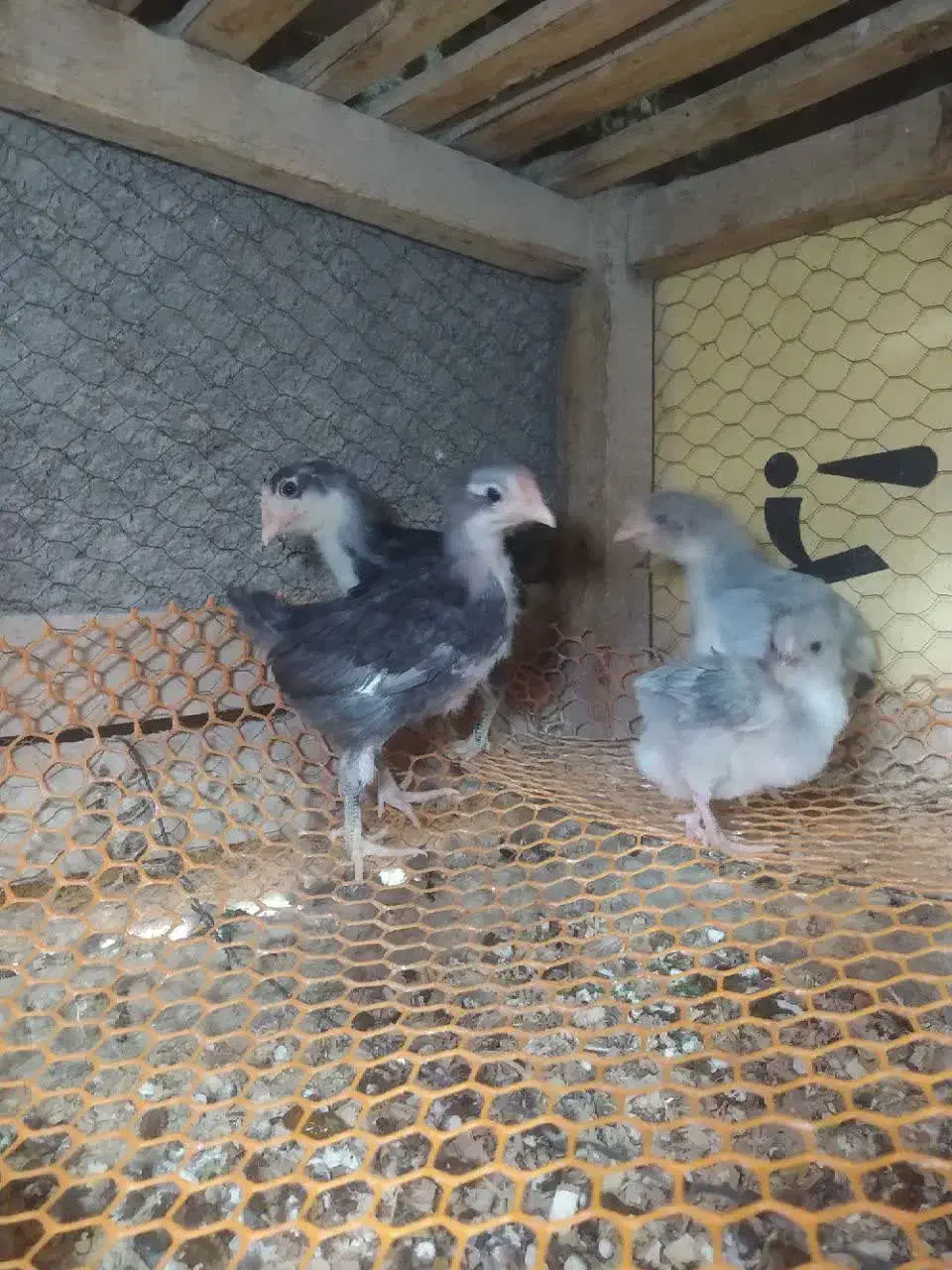 تخم مرغ نطفه دار  گلین لری چهل تاج ریشی|حیوانات مزرعه|شهرضا, |دیوار