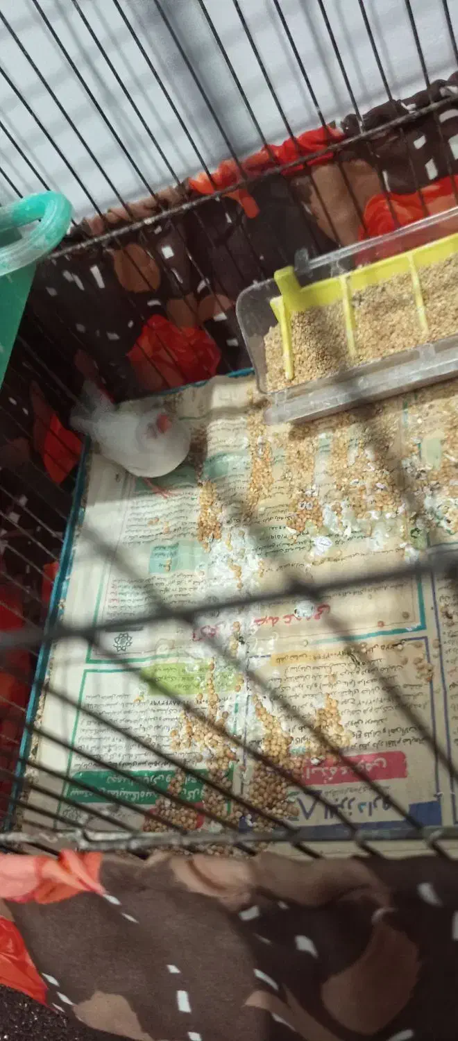 فنج ماده|پرنده|پاکدشت, پاکدشت (مامازند)|دیوار