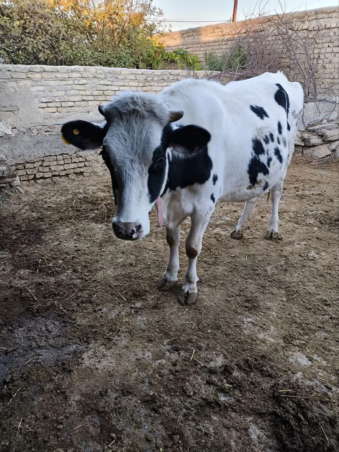 گاو تلیسه|حیوانات مزرعه|قوچان, |دیوار