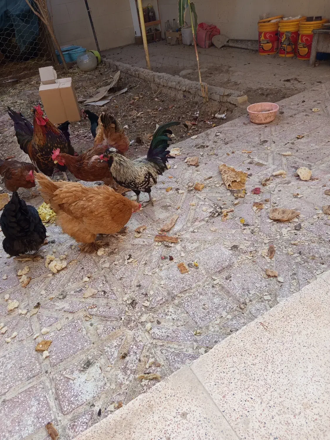 خروس ژاپنی|حیوانات مزرعه|سمنان, |دیوار