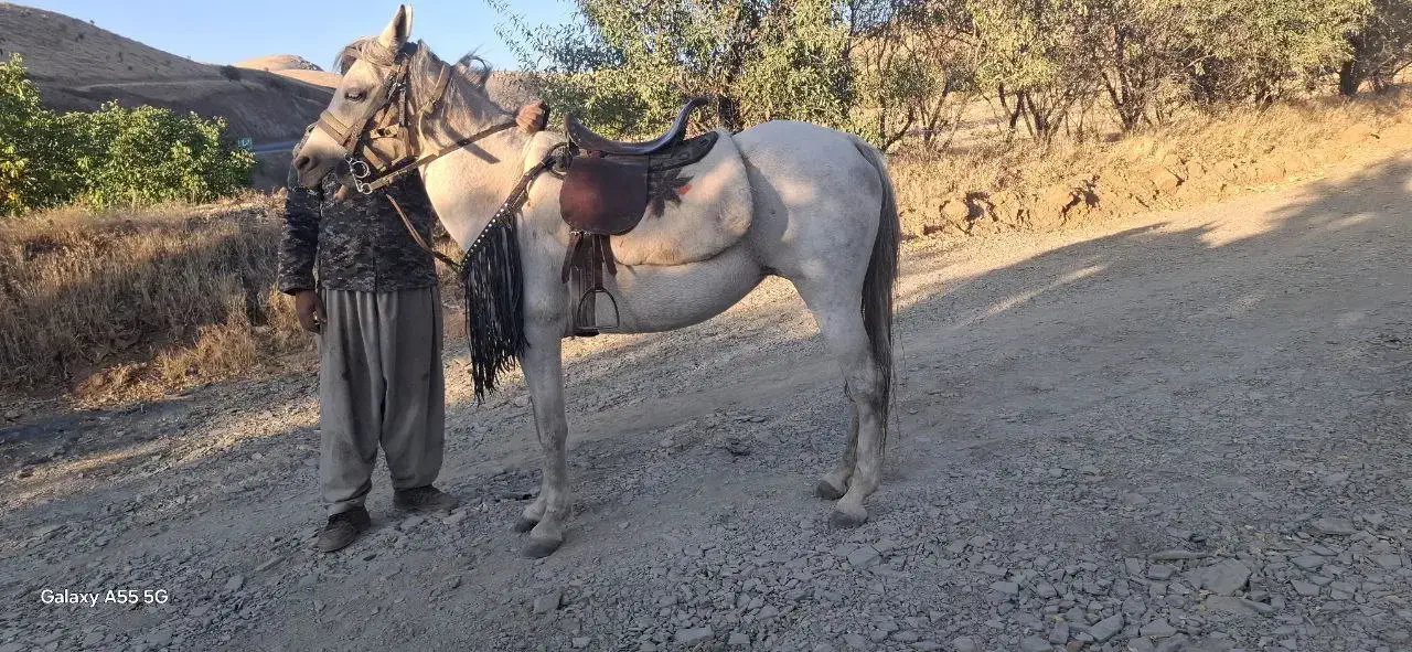 ۲تا مادیان|اسب و تجهیزات اسبسواری|سنندج, |دیوار