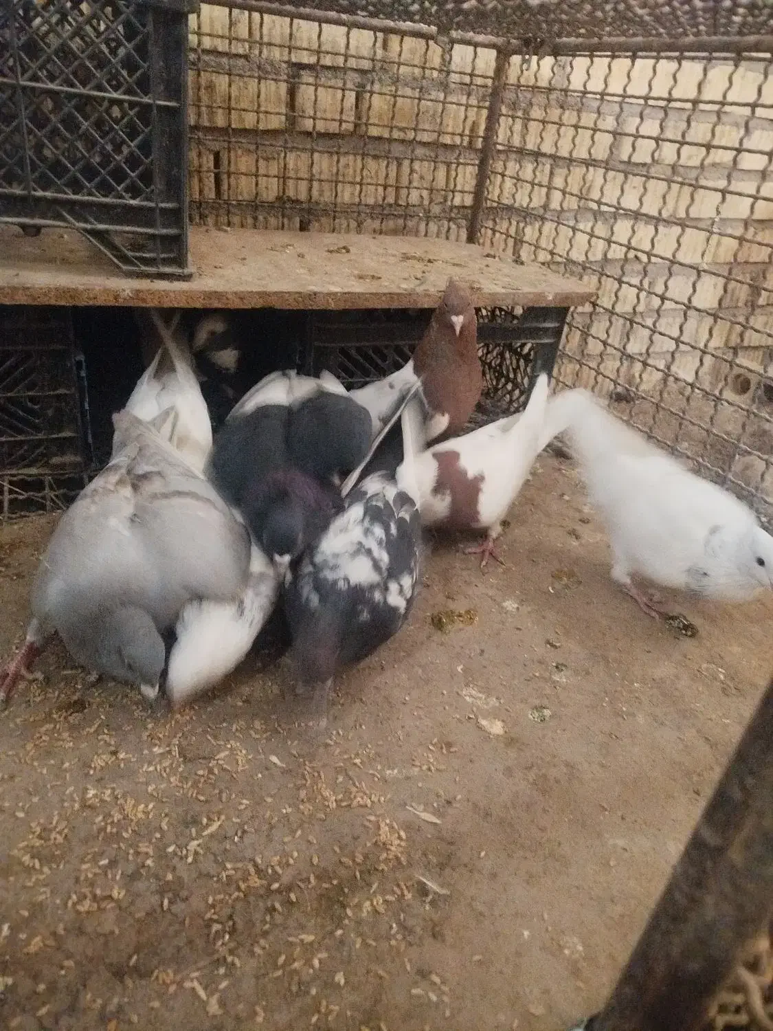 فروش ده تاکفتر رنگی|پرنده|داراب, |دیوار