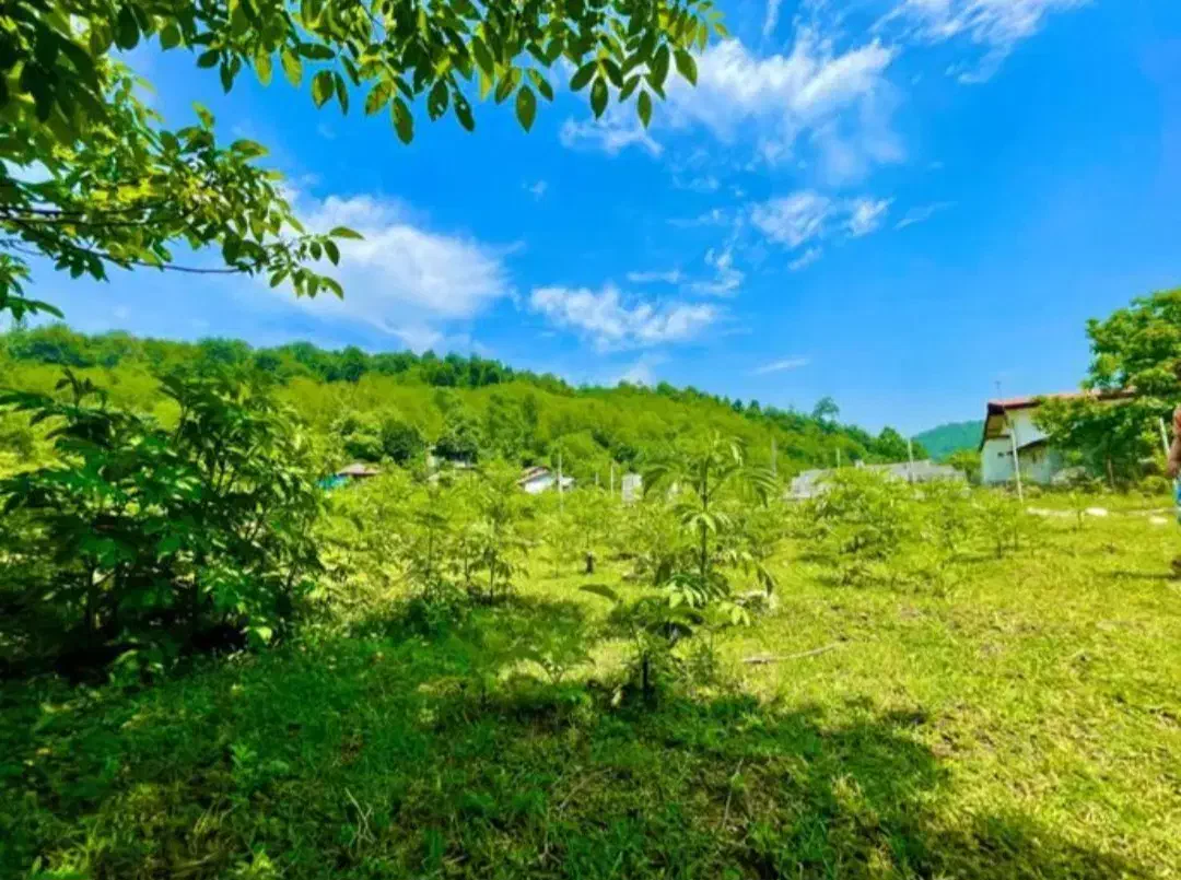 زمین‌جنگلی‌‌در‌قطعات‌مختلف سراوان/ کچا‌/جوکلبندان|فروش زمین و ملک کلنگی|سنگر, |دیوار