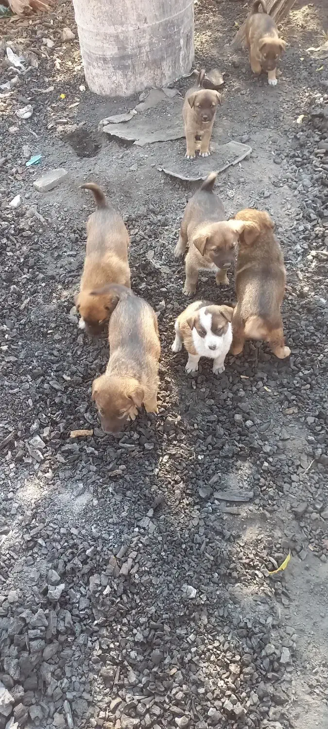 توله سگ مجانی|سگ|ایلام, |دیوار