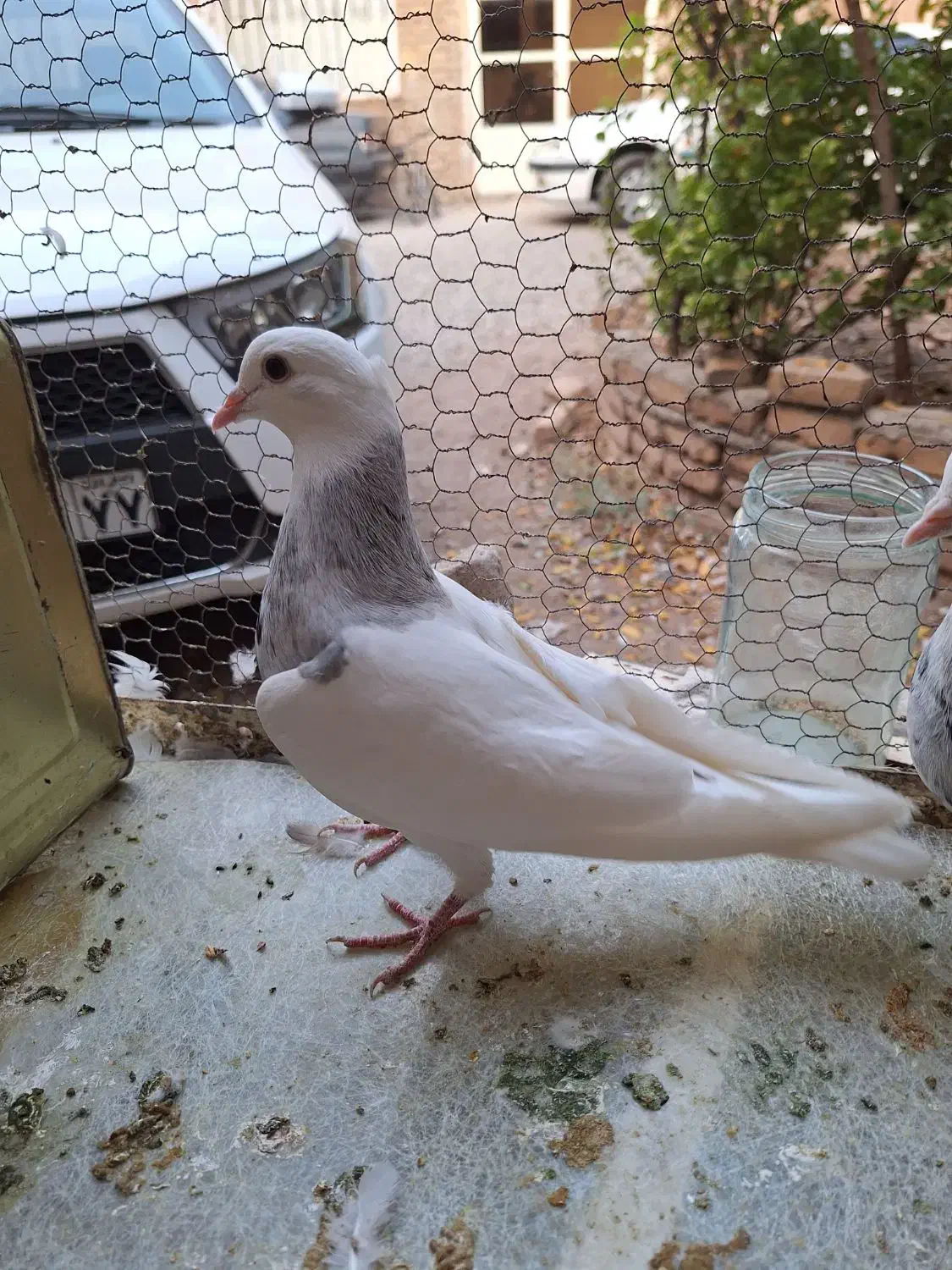 کفتر طوقی ماده|پرنده|تهران, مسگرآباد|دیوار