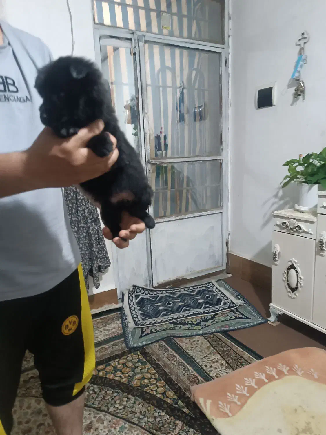 سگ پاکوتا|سگ|چناران, |دیوار