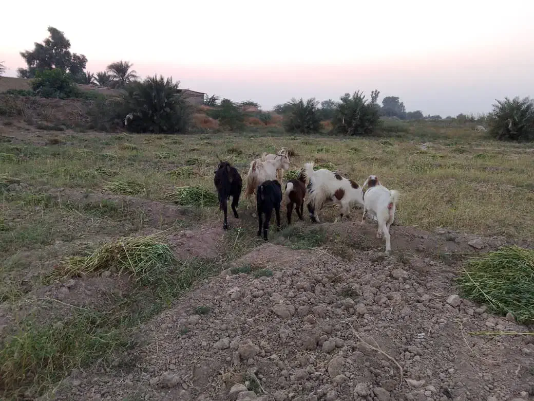 بز ۸ عدد|حیوانات مزرعه|حمیدیه, |دیوار