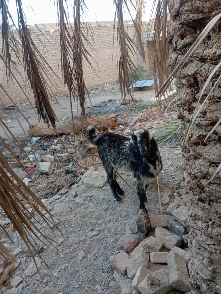 گوسفند، بز ، گتاچ، پاچن|حیوانات مزرعه|سیب و سوران, |دیوار