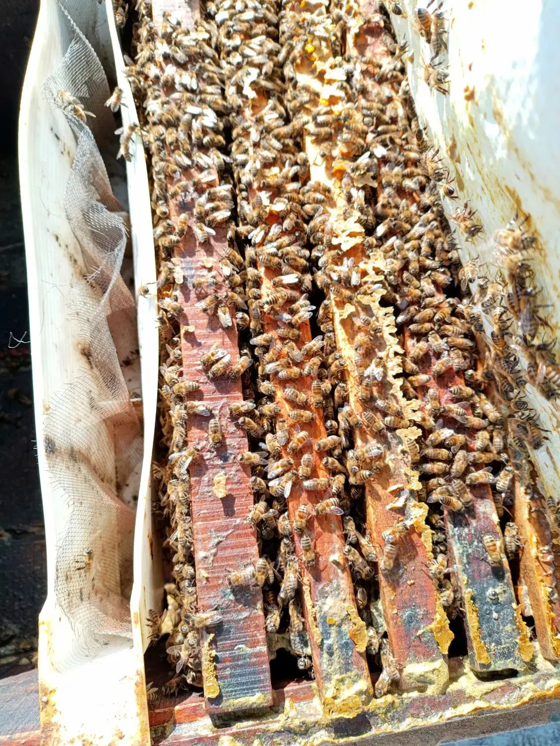 زنبورعسل‌آمریکایی|حیوانات مزرعه|مشگین شهر, |دیوار