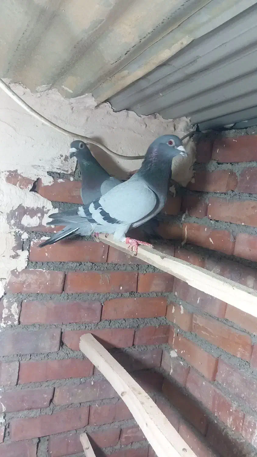 کبوتر|حیوانات|نقده, |دیوار