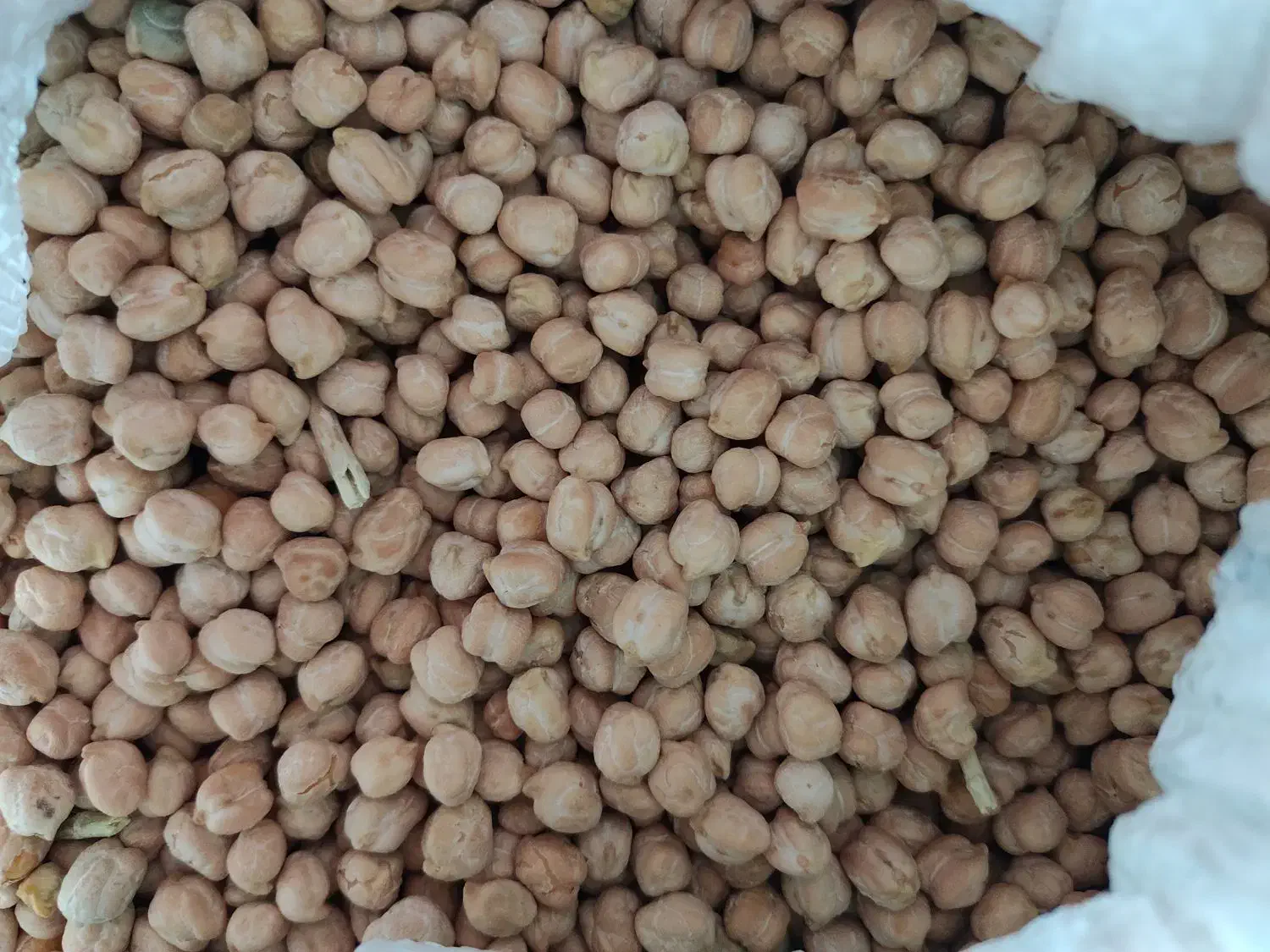 کشاورزی|حراج|جوانرود, |دیوار