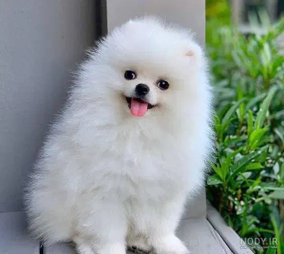 توله سگ پامرین پامر|سگ|هشتگرد, مدرس|دیوار