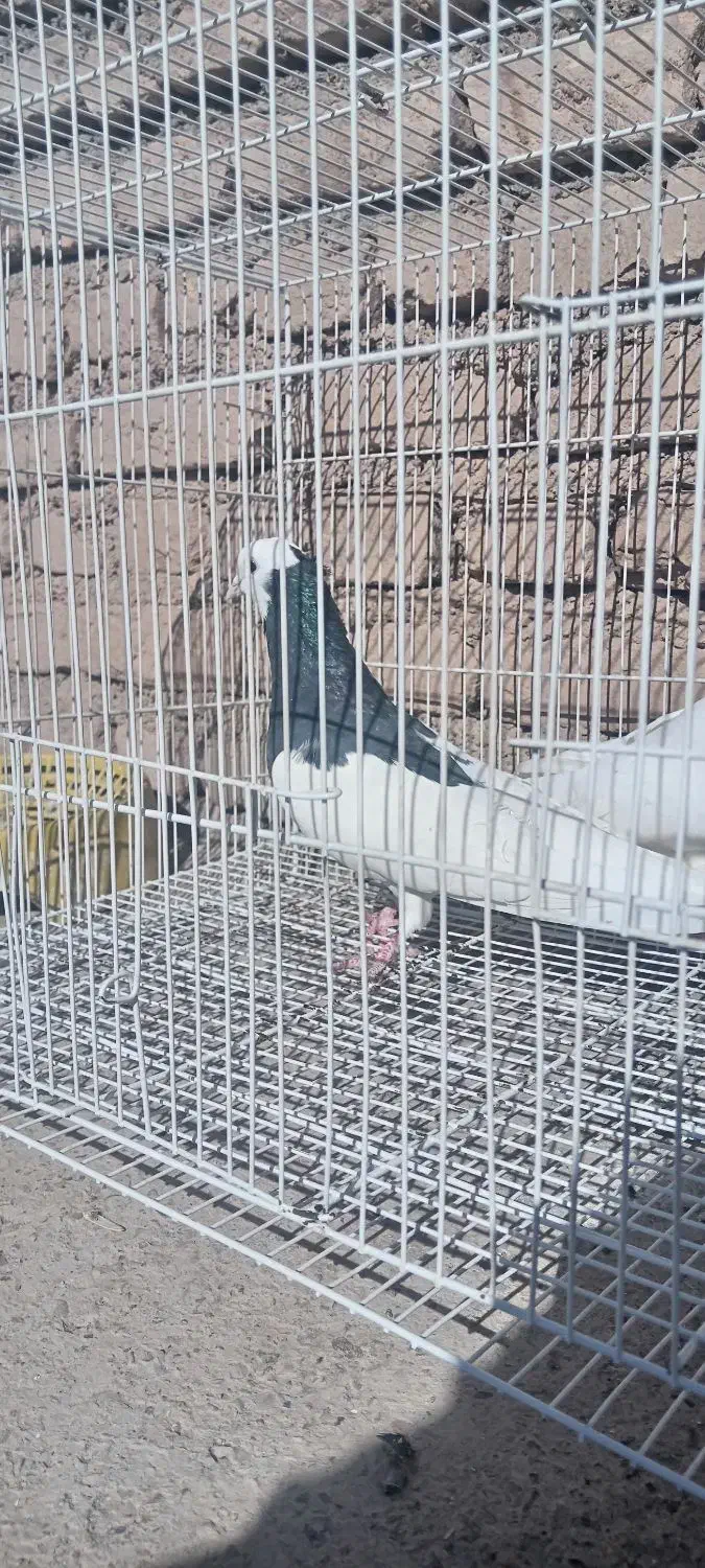 طوقی سیاه|پرنده|فیروزه, |دیوار