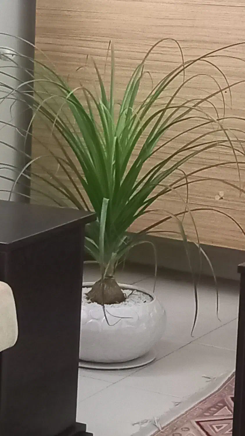 گل ودکوری|صنایع دستی و سایر لوازم تزئینی|کرج, شاهین‌ویلا|دیوار