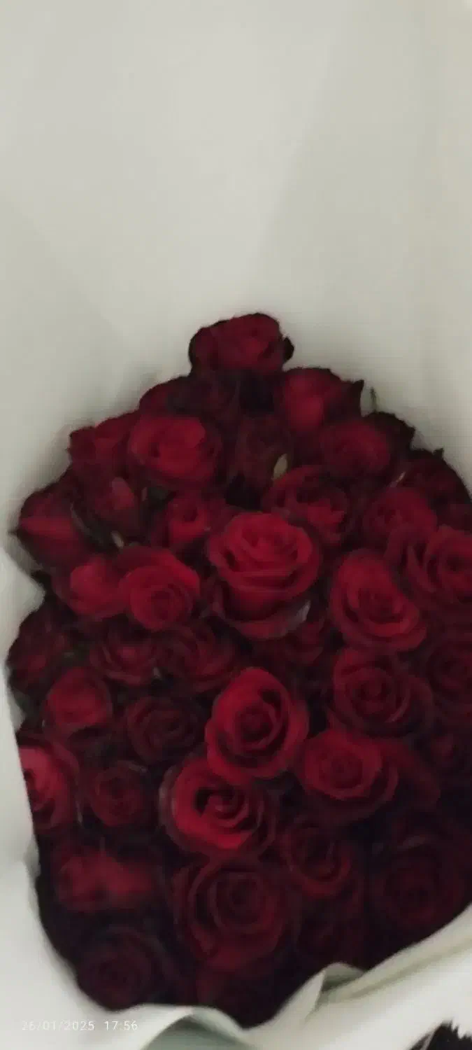 گل رز|گل و گیاه طبیعی|قنوات, |دیوار