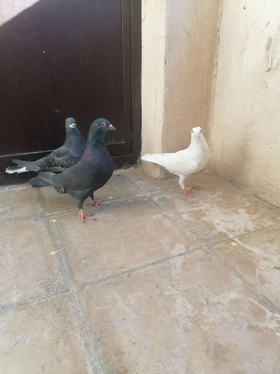 کفتر پلاکی|پرنده|نورآباد ممسنی, |دیوار