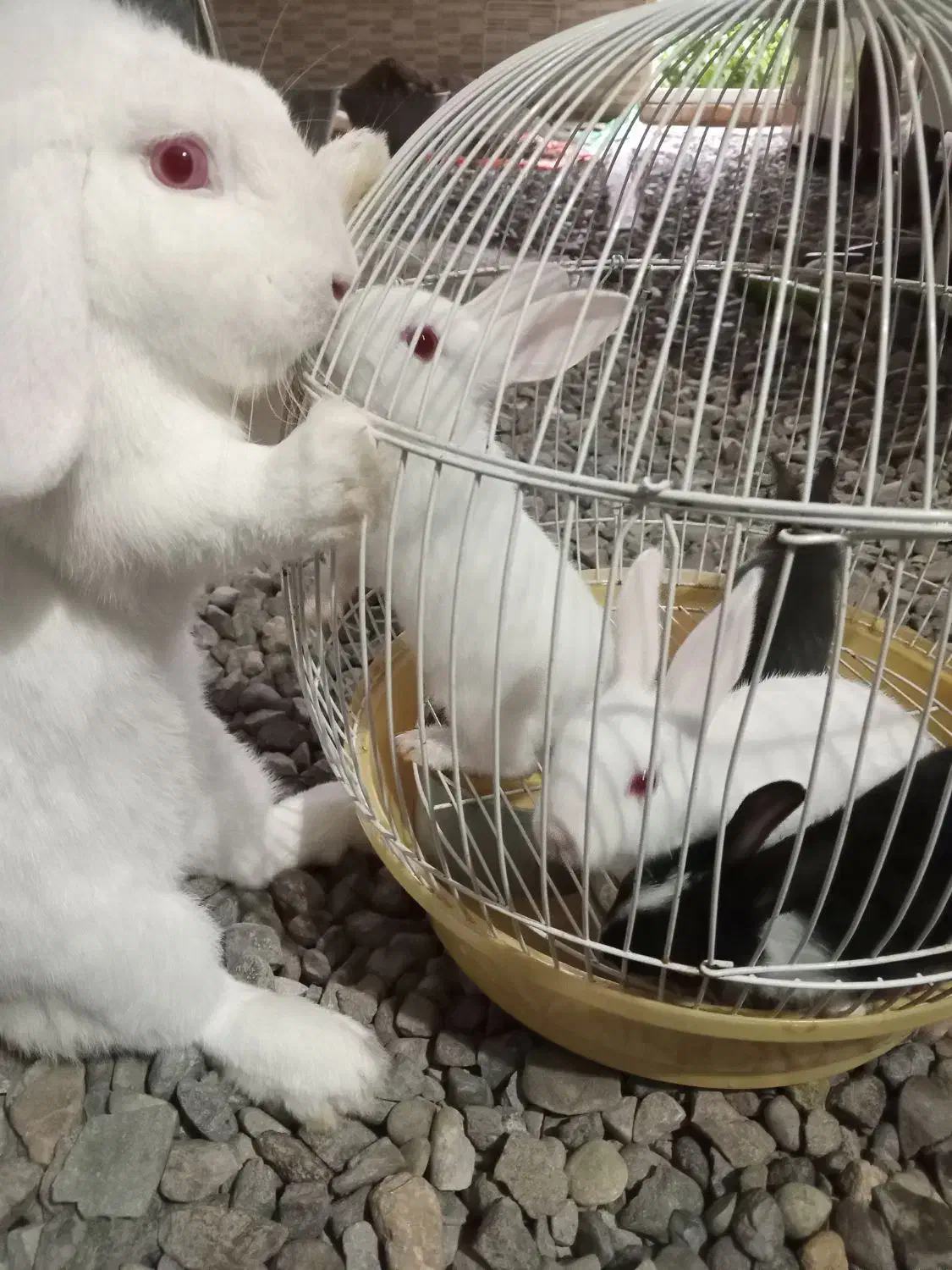 خرگوش لوپ چشم آبی و نر چشم قرمز|موش و خرگوش|فومن, |دیوار