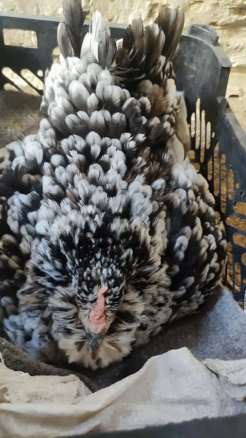 تخم مرغ نطفه دار گلین ریشی|حیوانات مزرعه|بهبهان, |دیوار