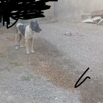 سگ ماده گله ای|سگ|هفدر, |دیوار