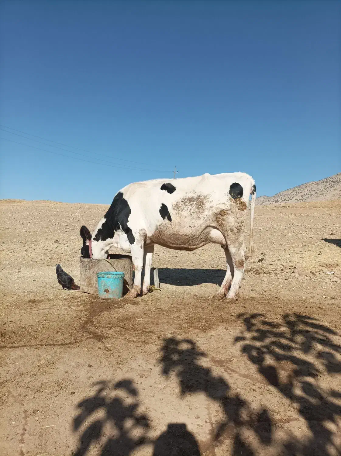 گاو آبستن و یک عدد گوساله ماده|حیوانات مزرعه|سیروان, |دیوار