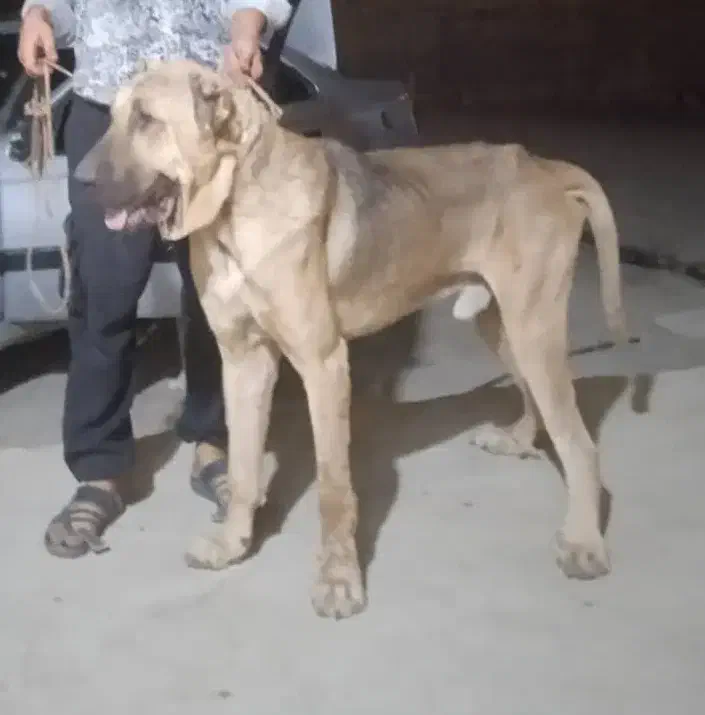 نر جهت کشش|سگ|بهبهان, |دیوار