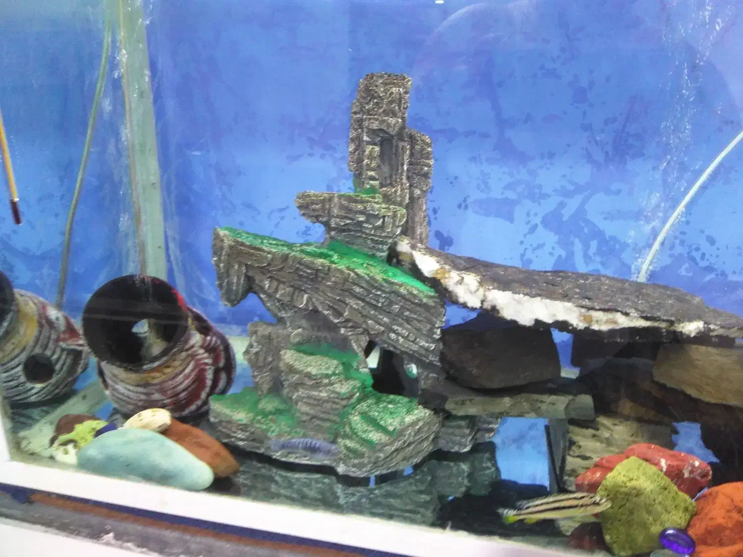 اکواریم و ماهی|ماهی|دیواندره, |دیوار