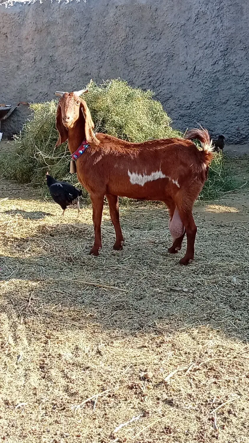 7 بزغاله پاکستانی بزرگ نژاد شیرا دوقلو زا|حیوانات مزرعه|مشهد, هفده شهریور|دیوار