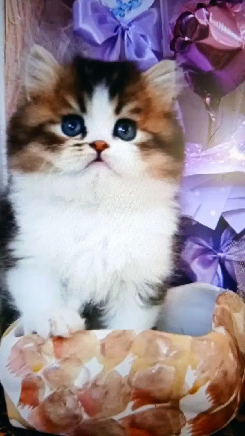 پیشی های کیوت میوت|گربه|بندرعباس, |دیوار