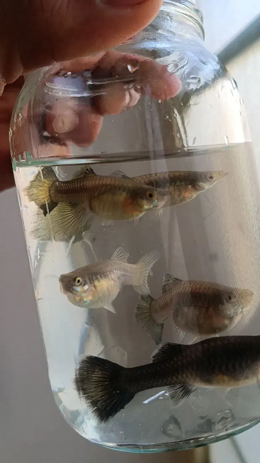 فروش ماهی گوپی نژاد های مختلف|ماهی|نیشابور, شهرآرا|دیوار